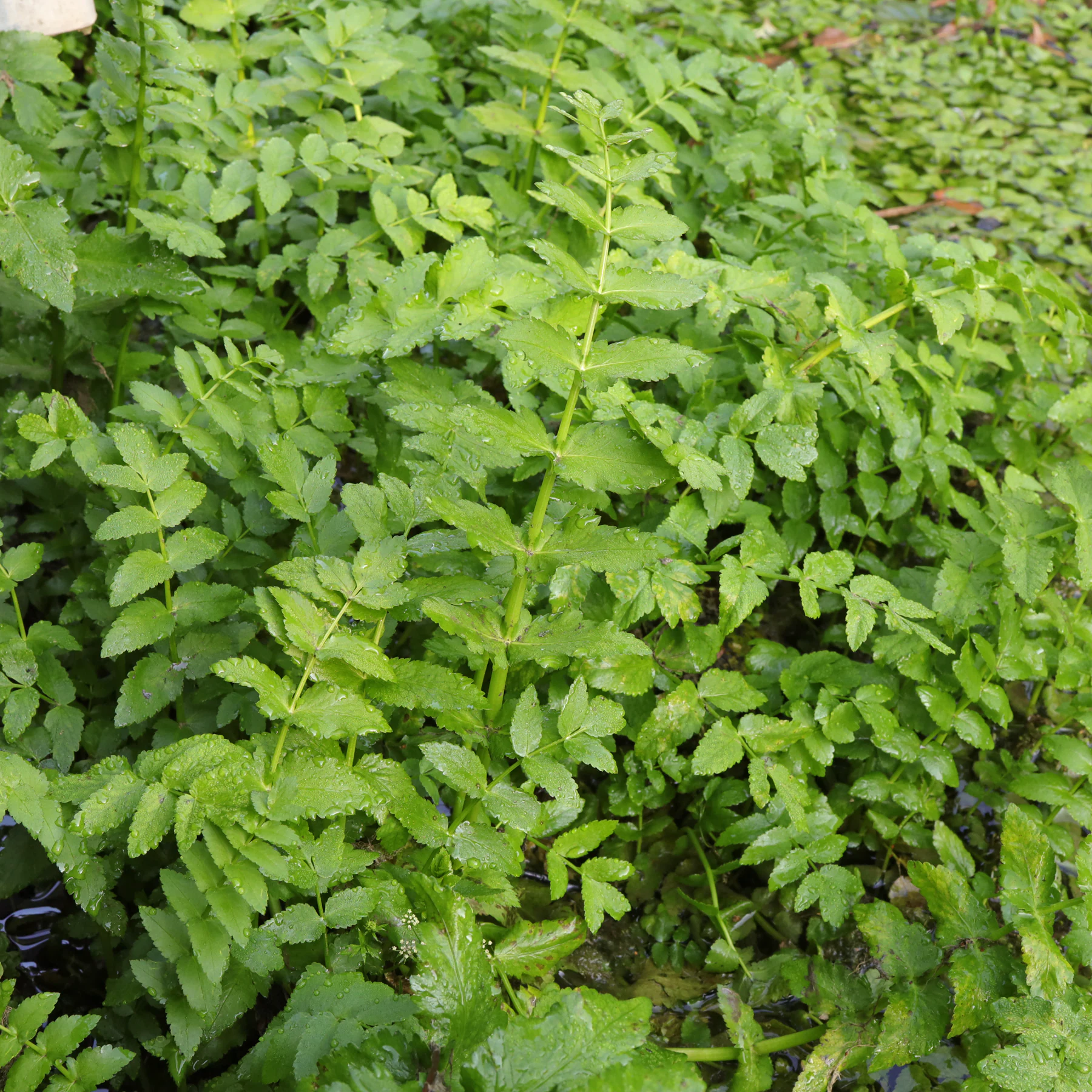 Berula erecta