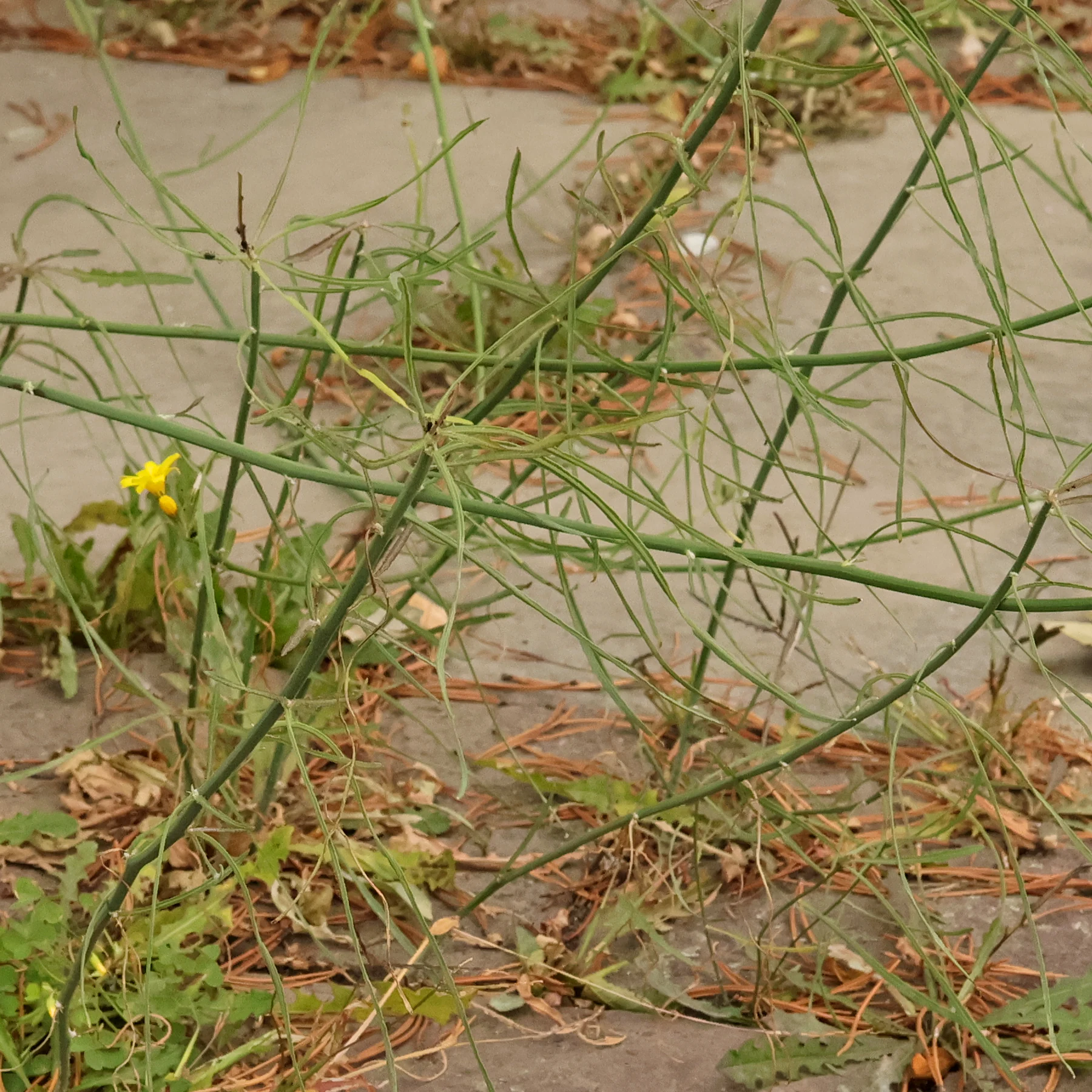 Chondrilla juncea