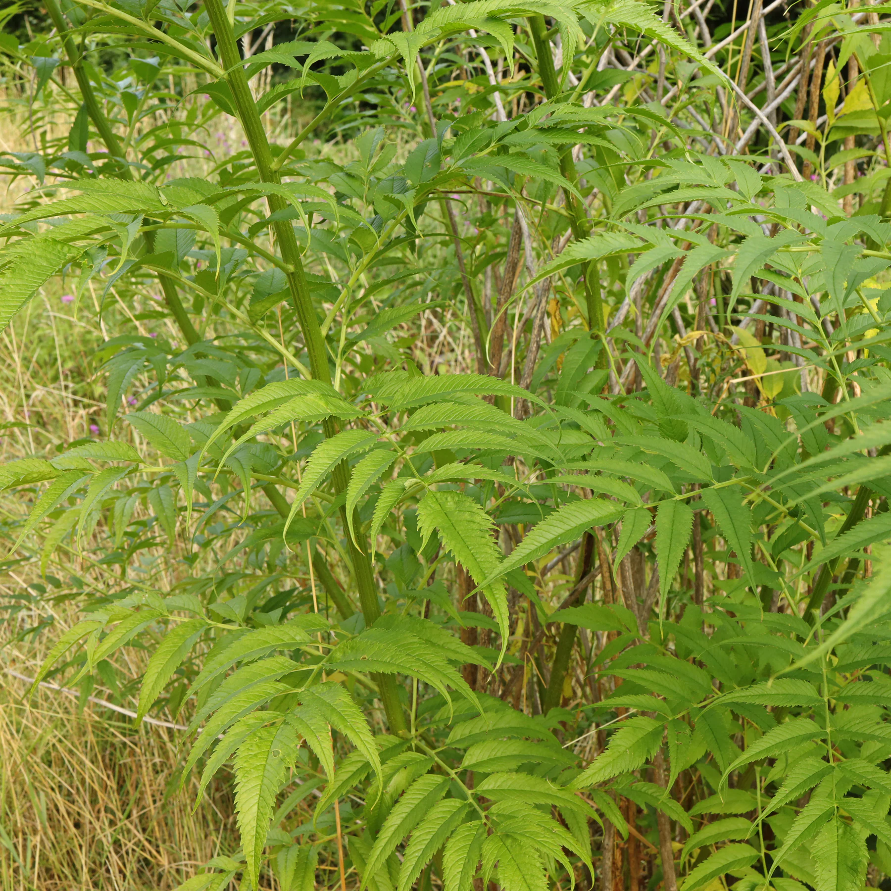 Datisca cannabina