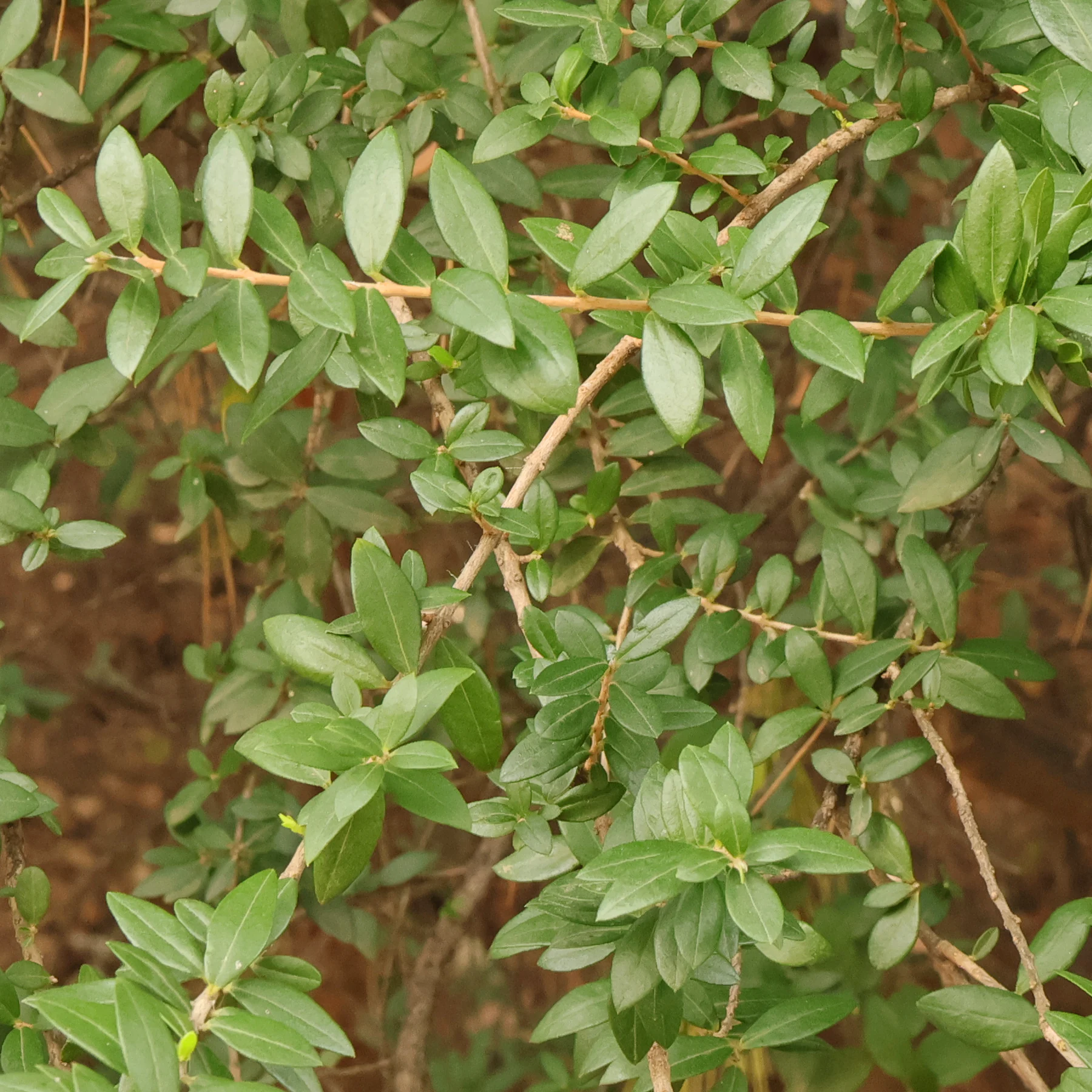 Myrtus communis