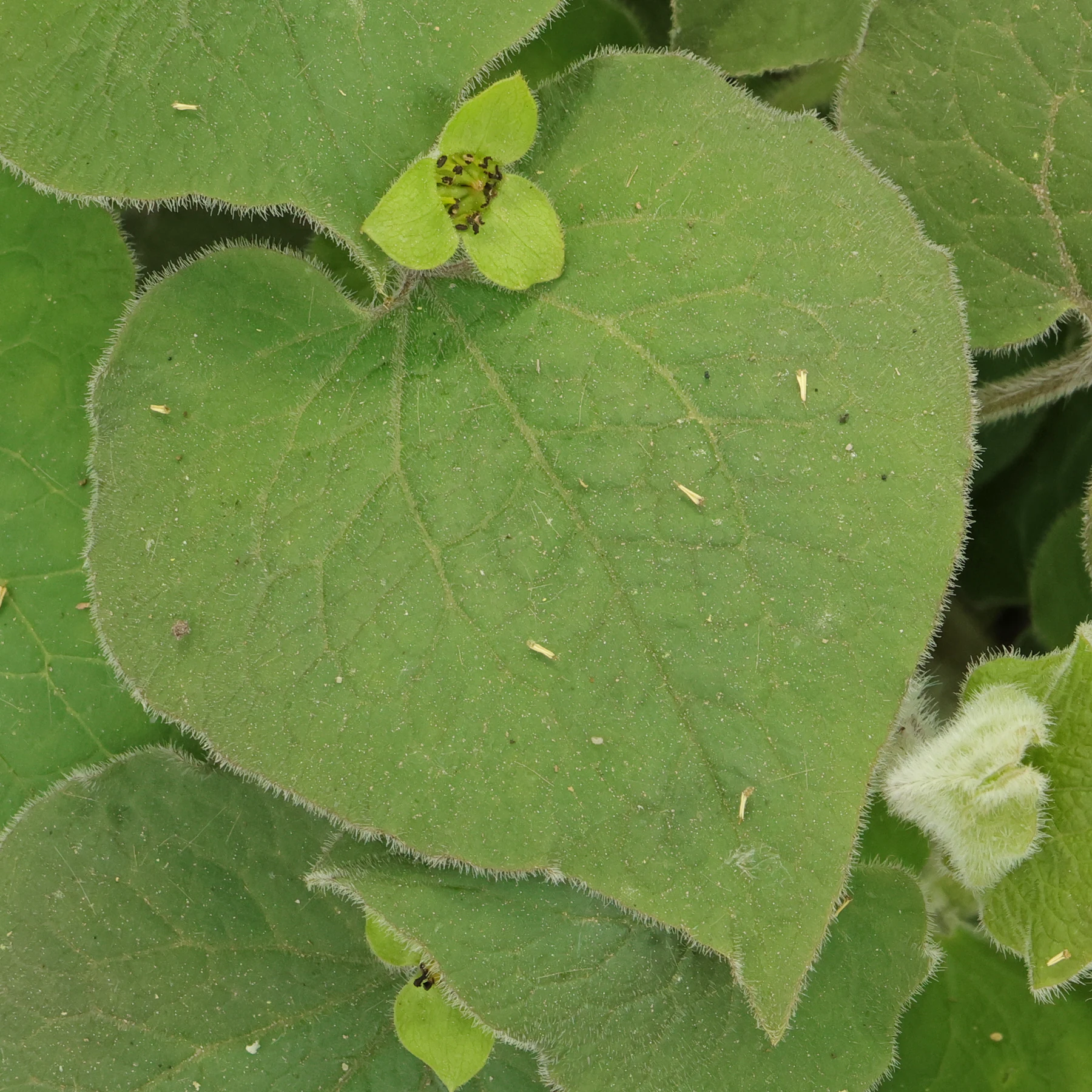 Saruma henryi