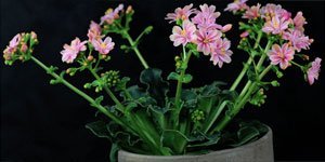 Alla blomman