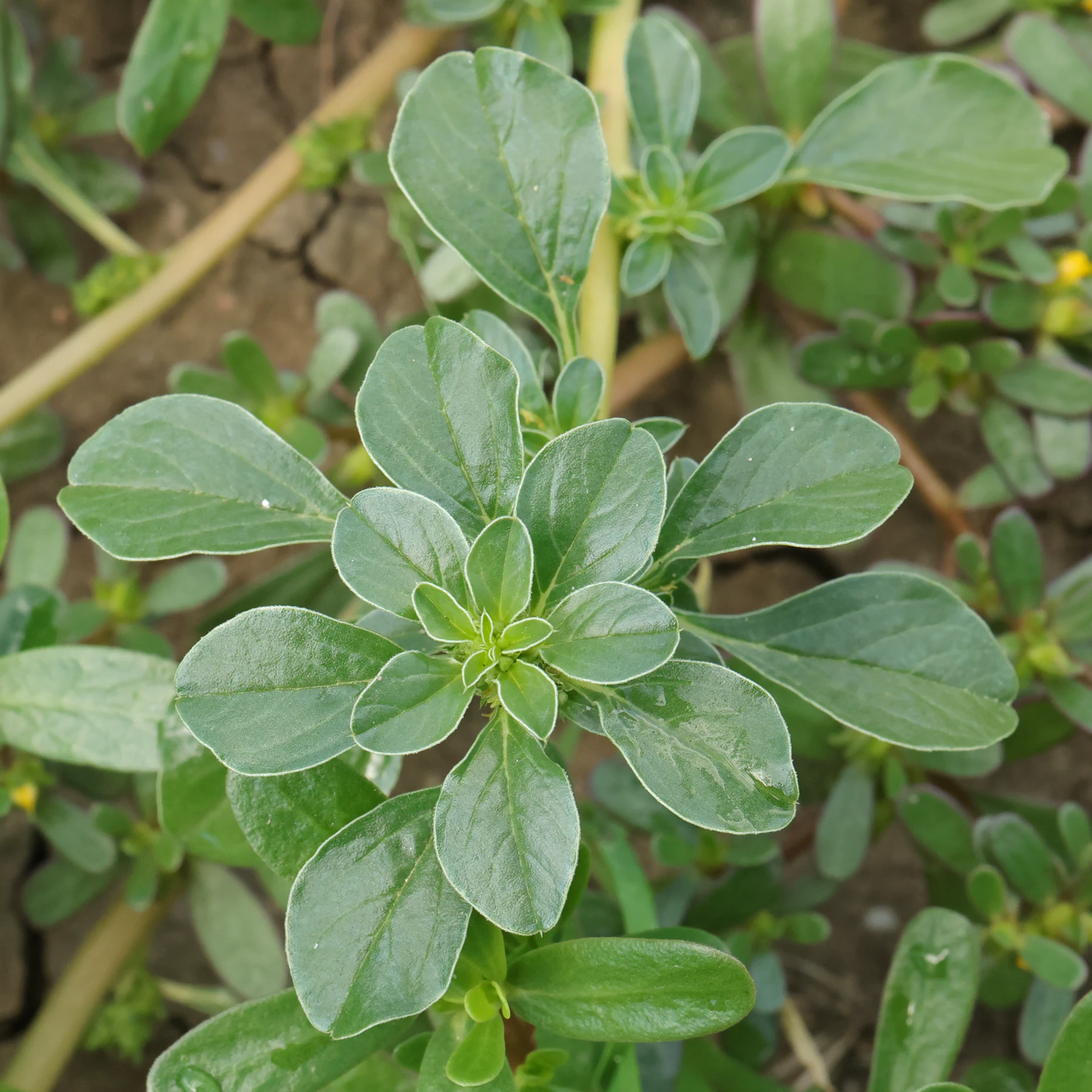 Amaranthus blitoides