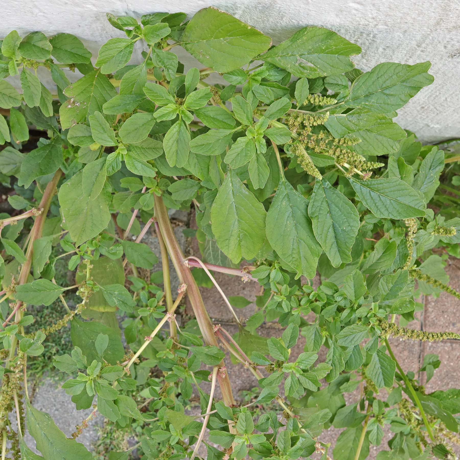 Amaranthus blitum subsp. pseudogracilis