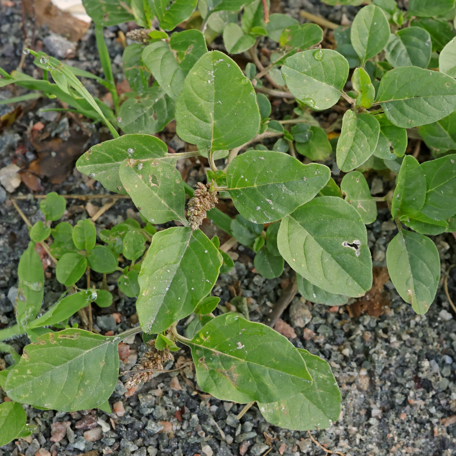 Amaranthus deflexus