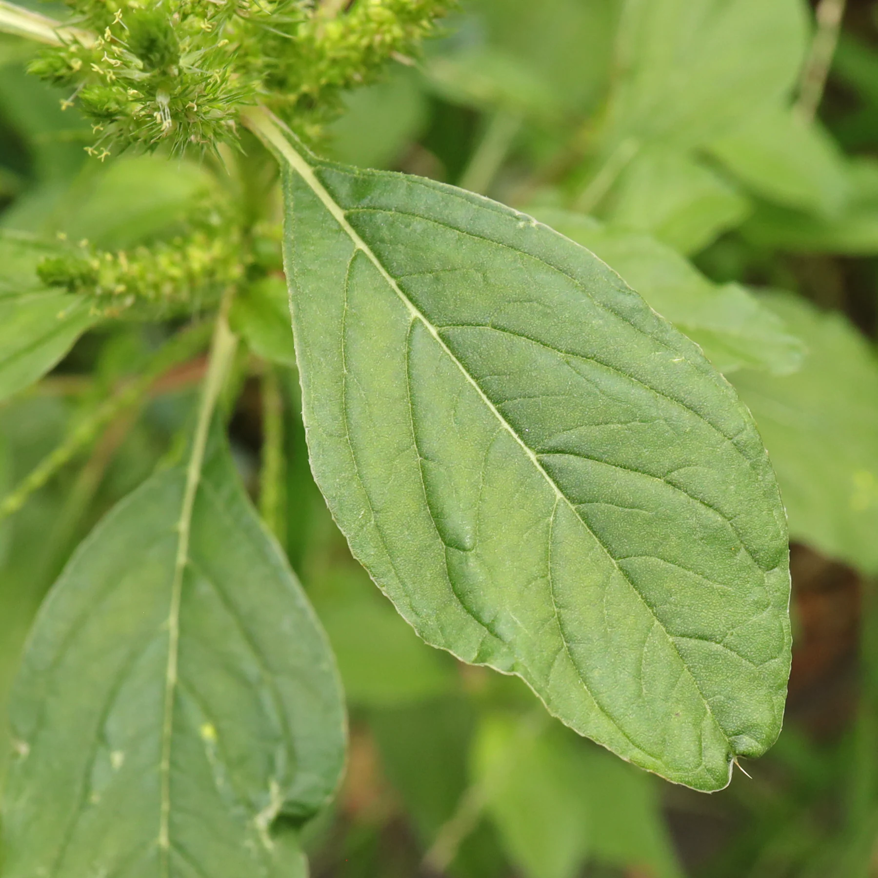 Amaranthus powellii