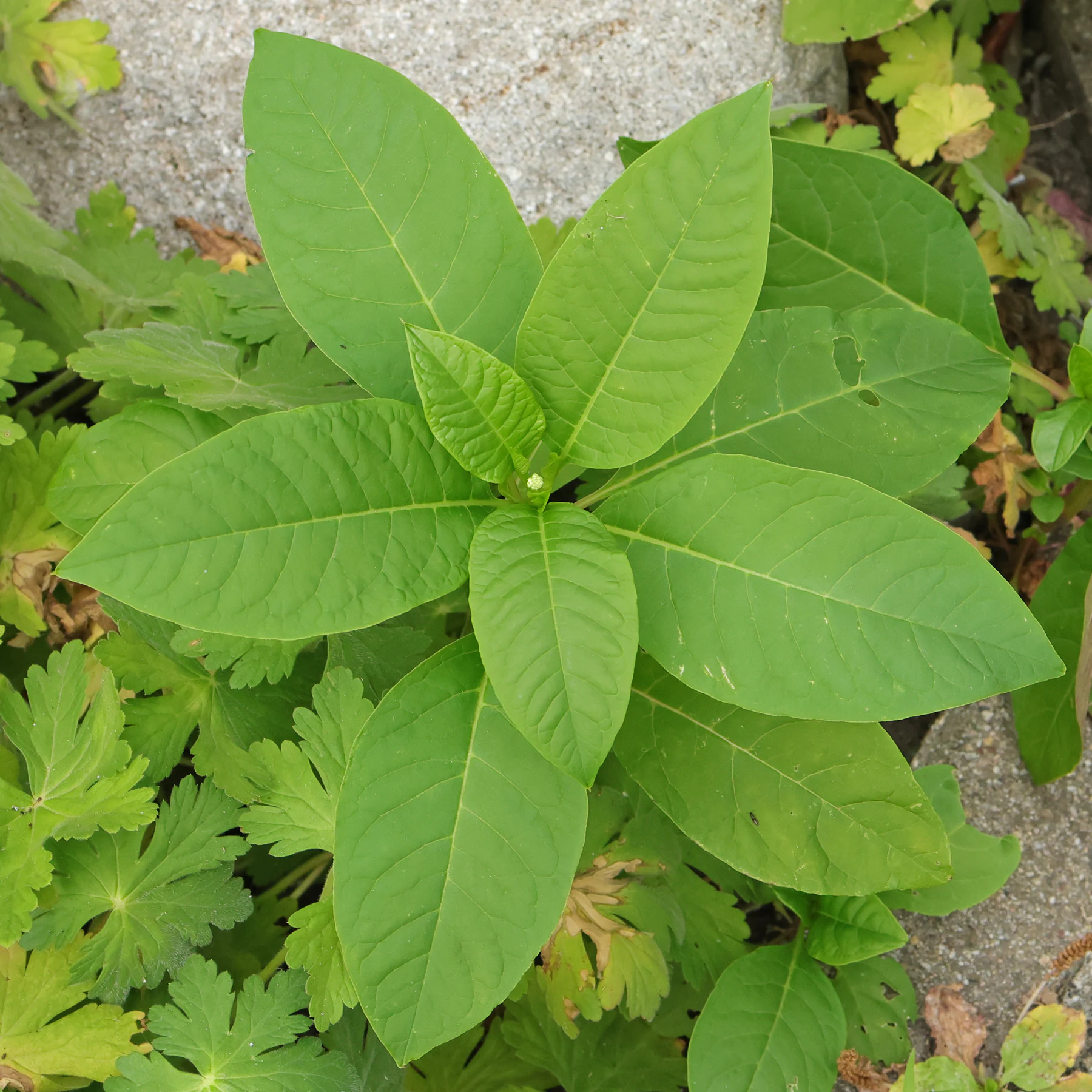 Phytolacca americana