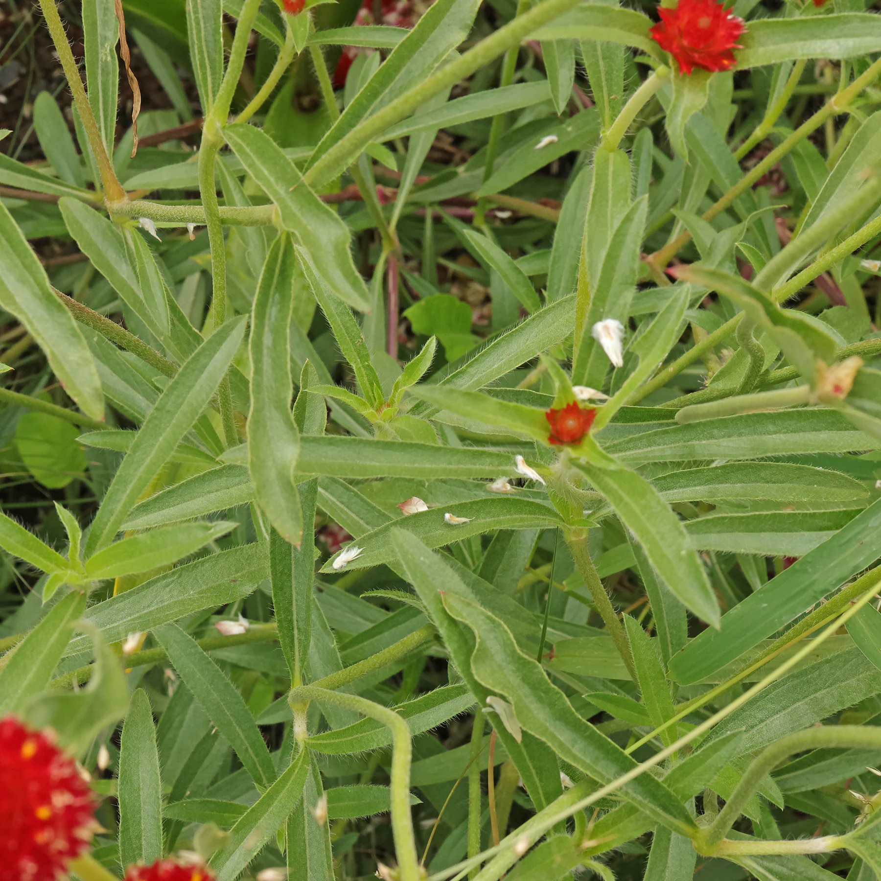 Gomphrena haageana Strawberry Fields 4