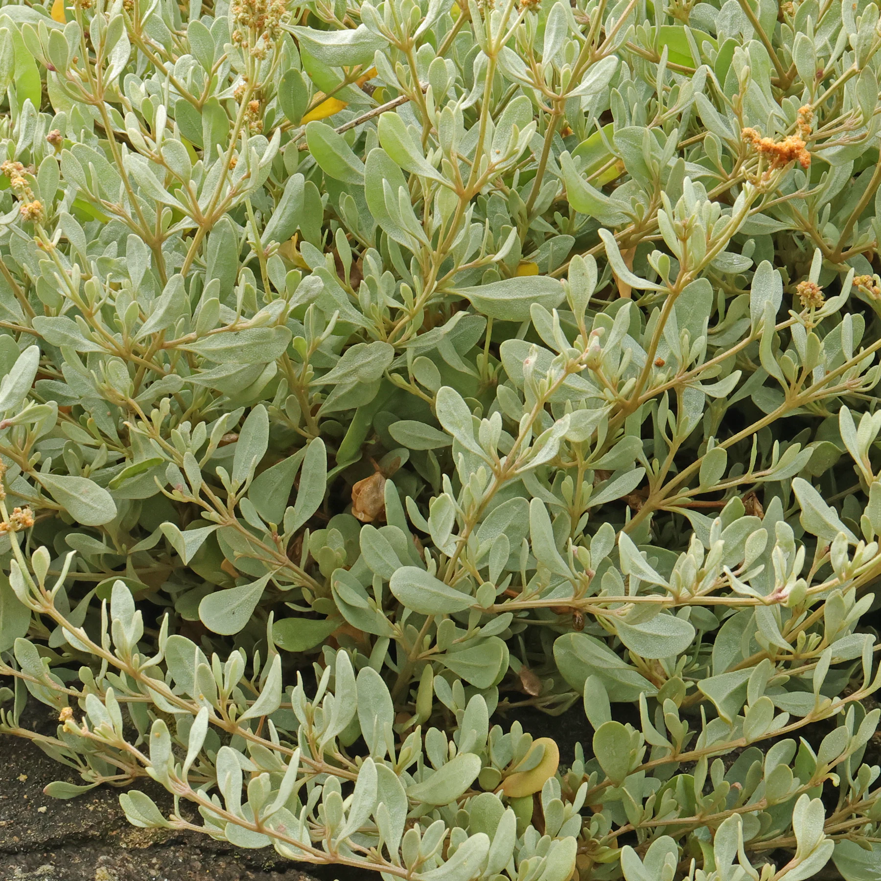 Halimione portulacoides 2