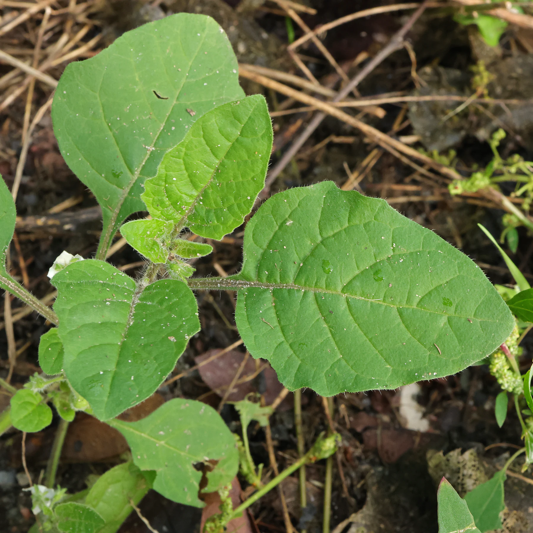 Solanum sarrachoides 5