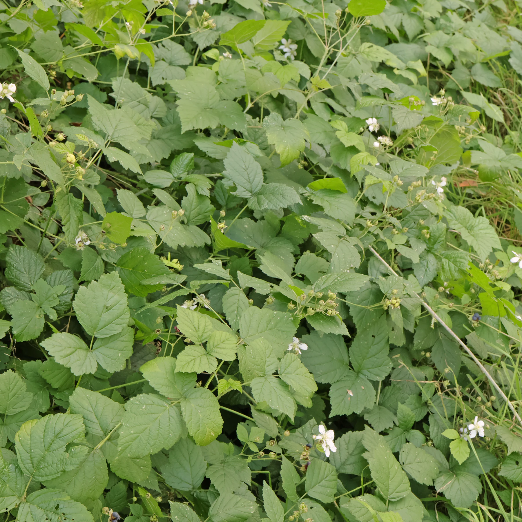 Rubus caesius