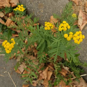 Renfana Tanacetum vulgare