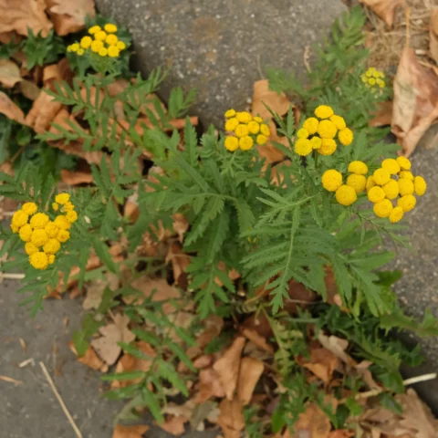 Renfana Tanacetum vulgare