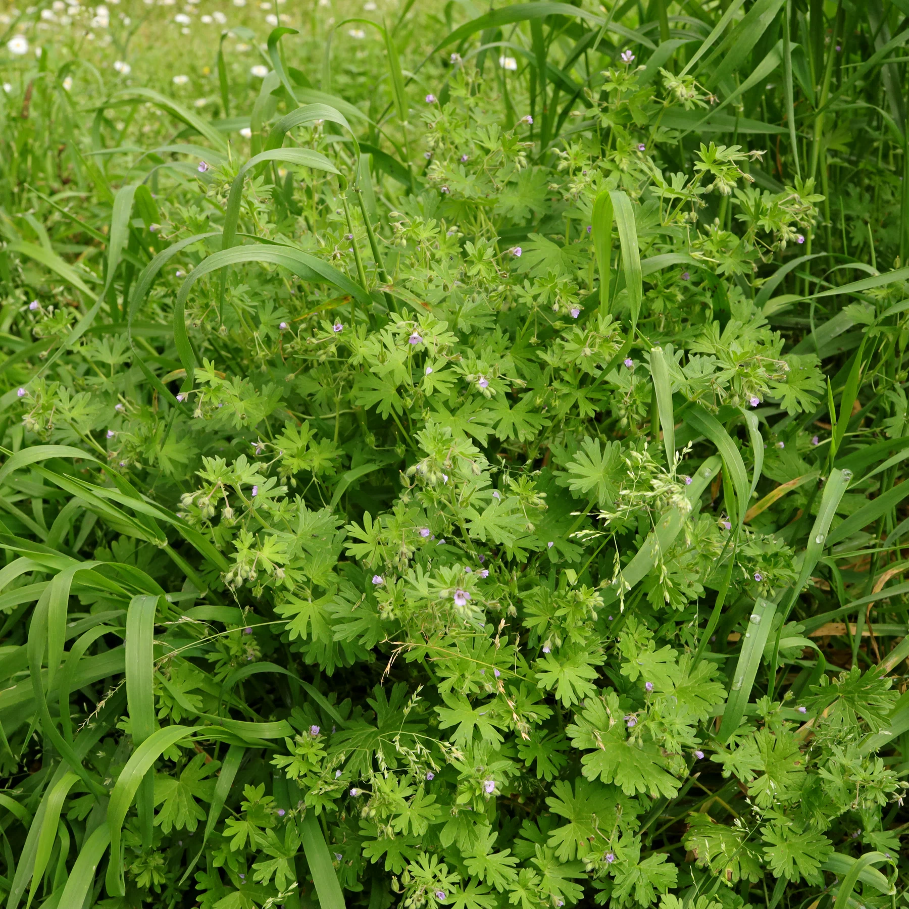 Geranium pusillum