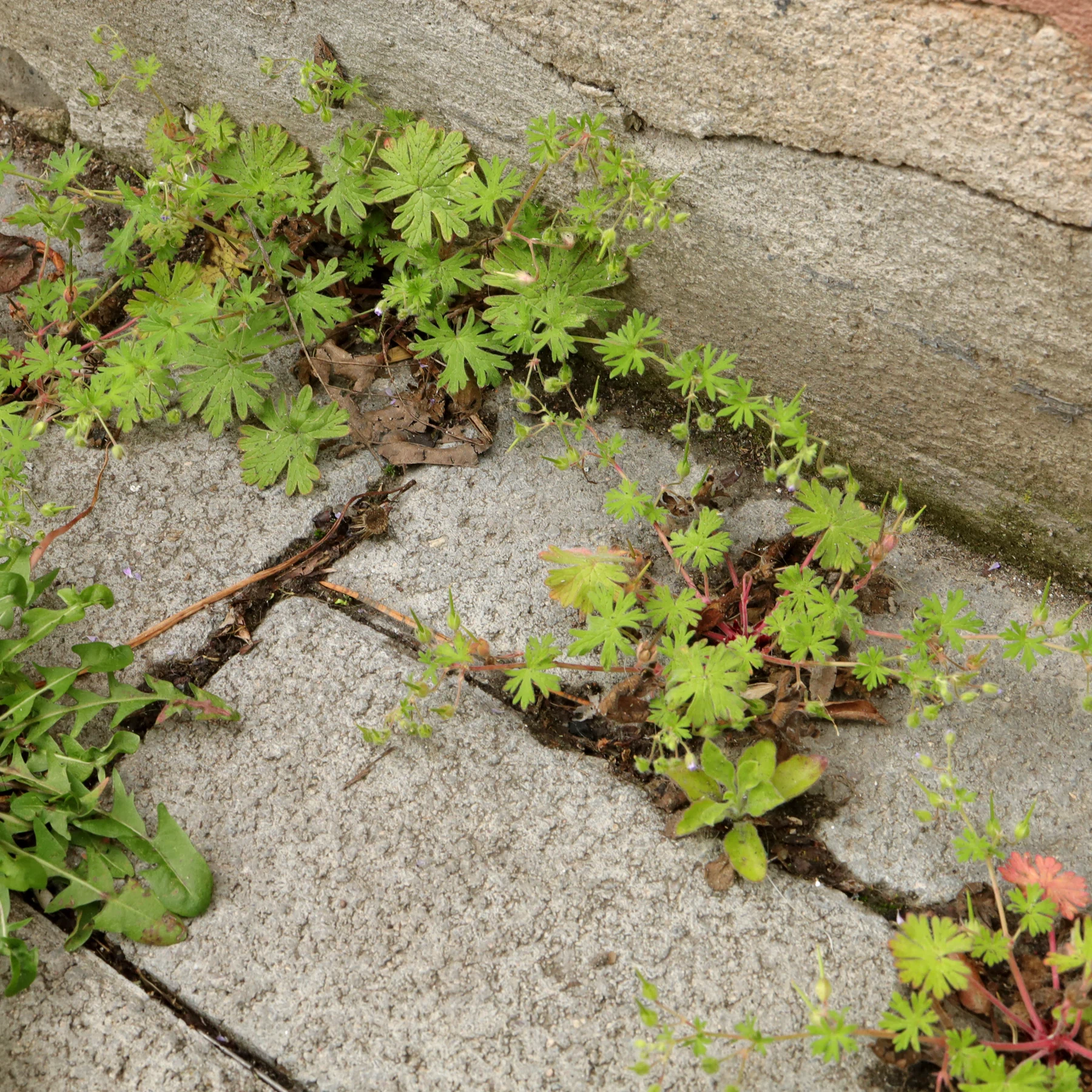 Geranium pusillum