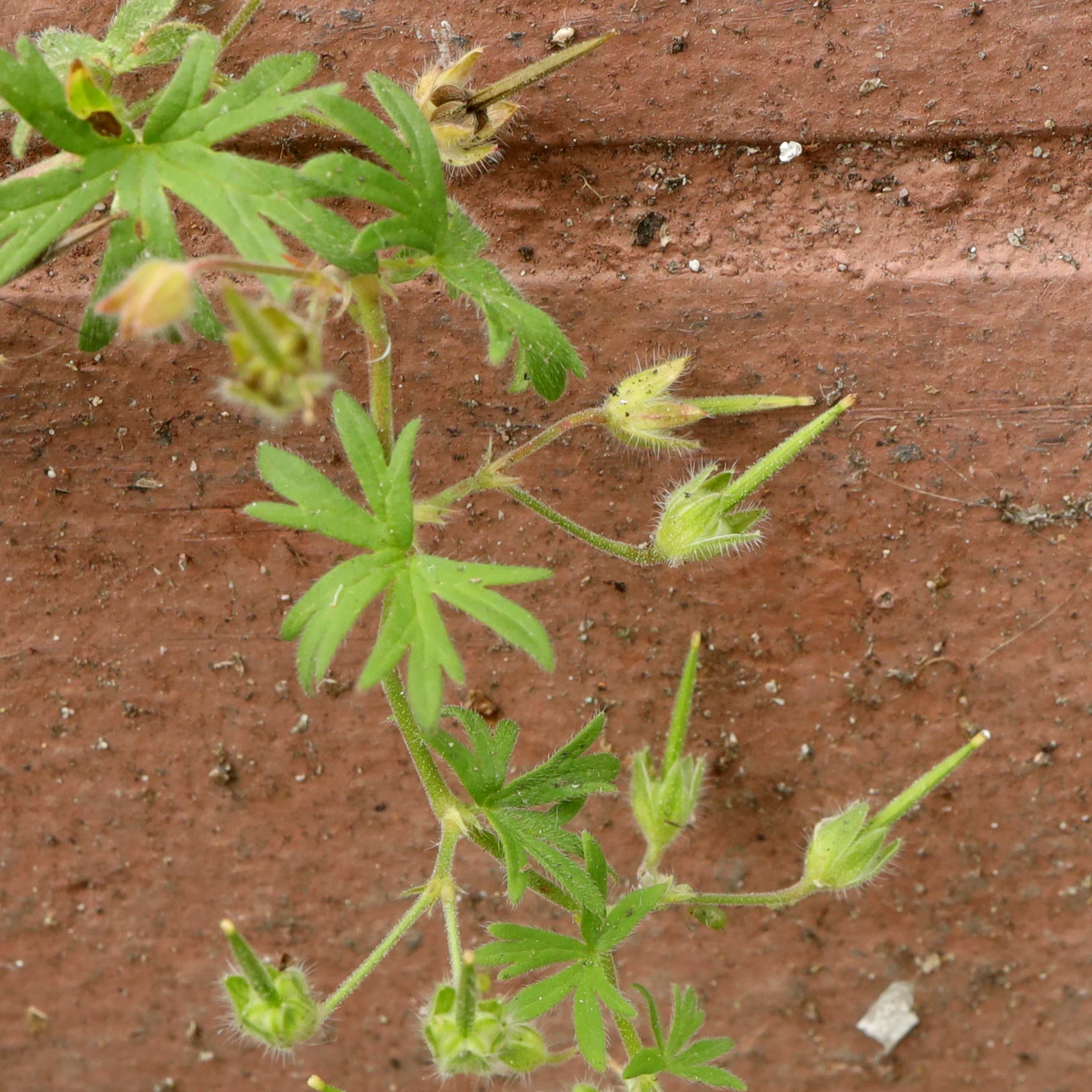 Geranium pusillum