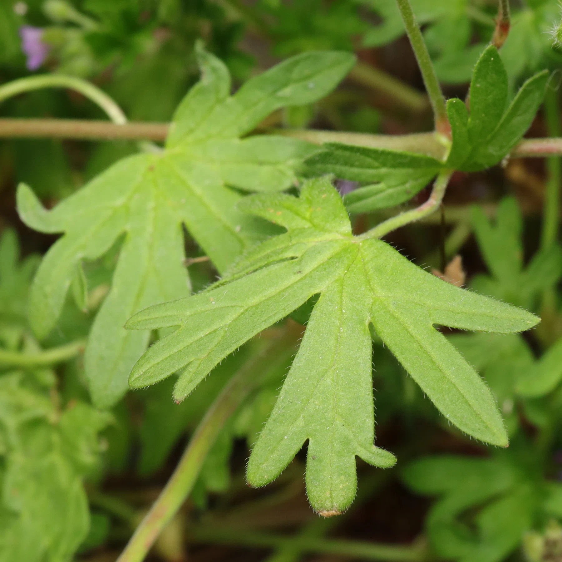 Geranium pusillum