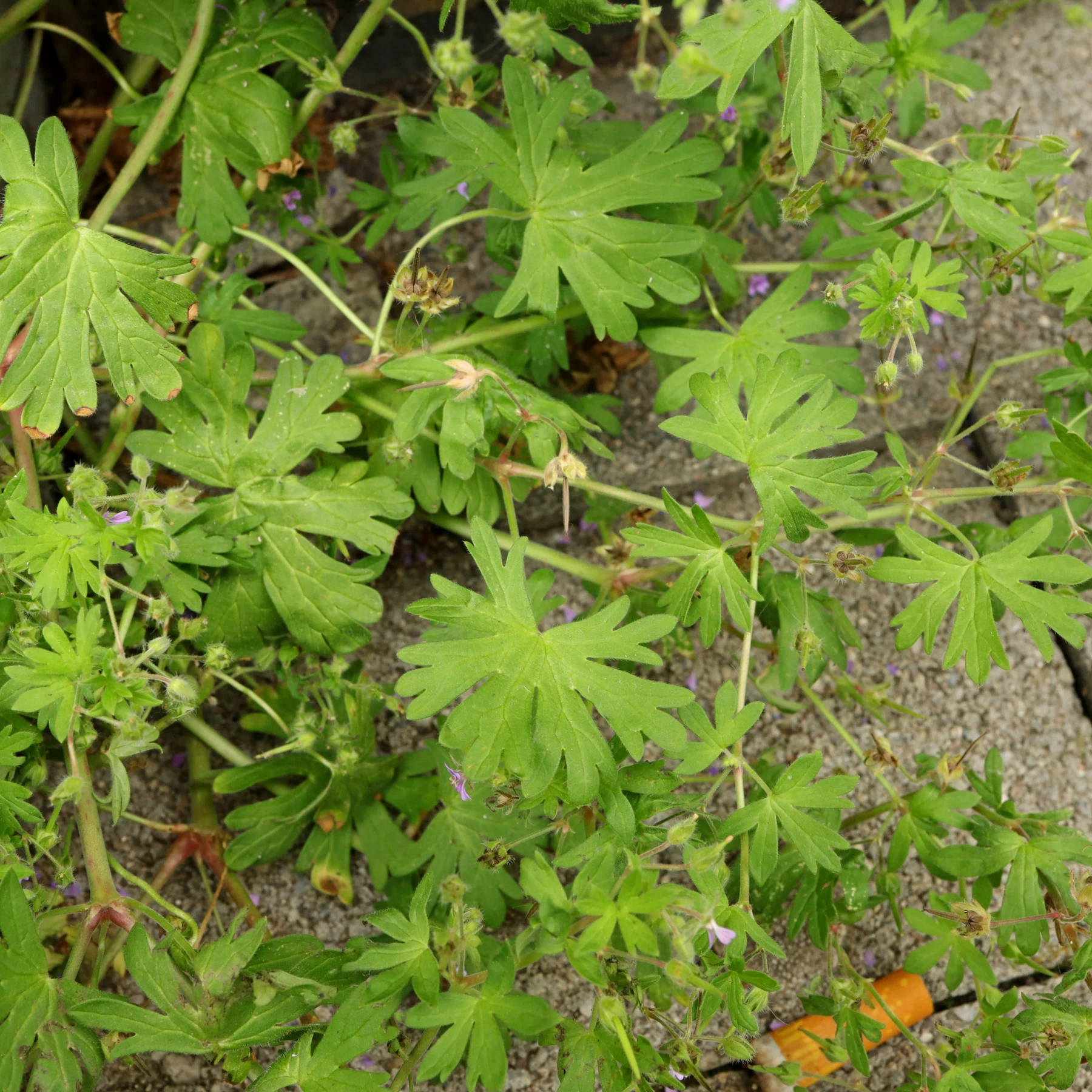 Geranium pusillum