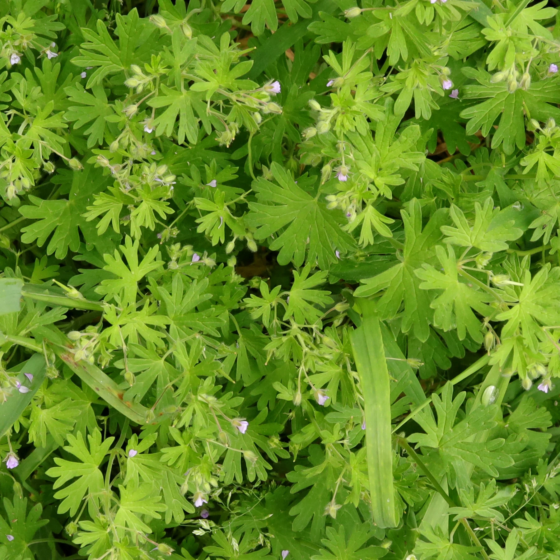 Geranium pusillum