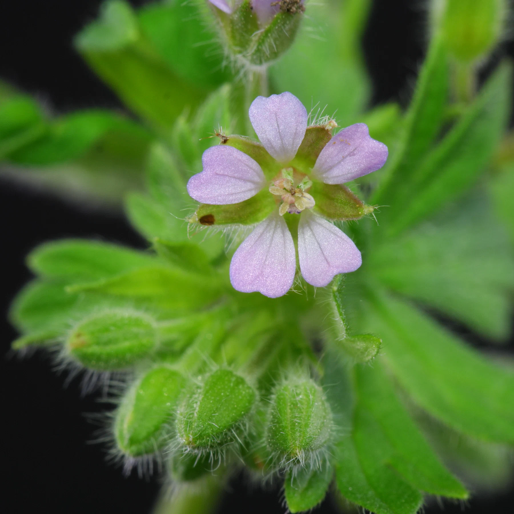 Geranium pusillum