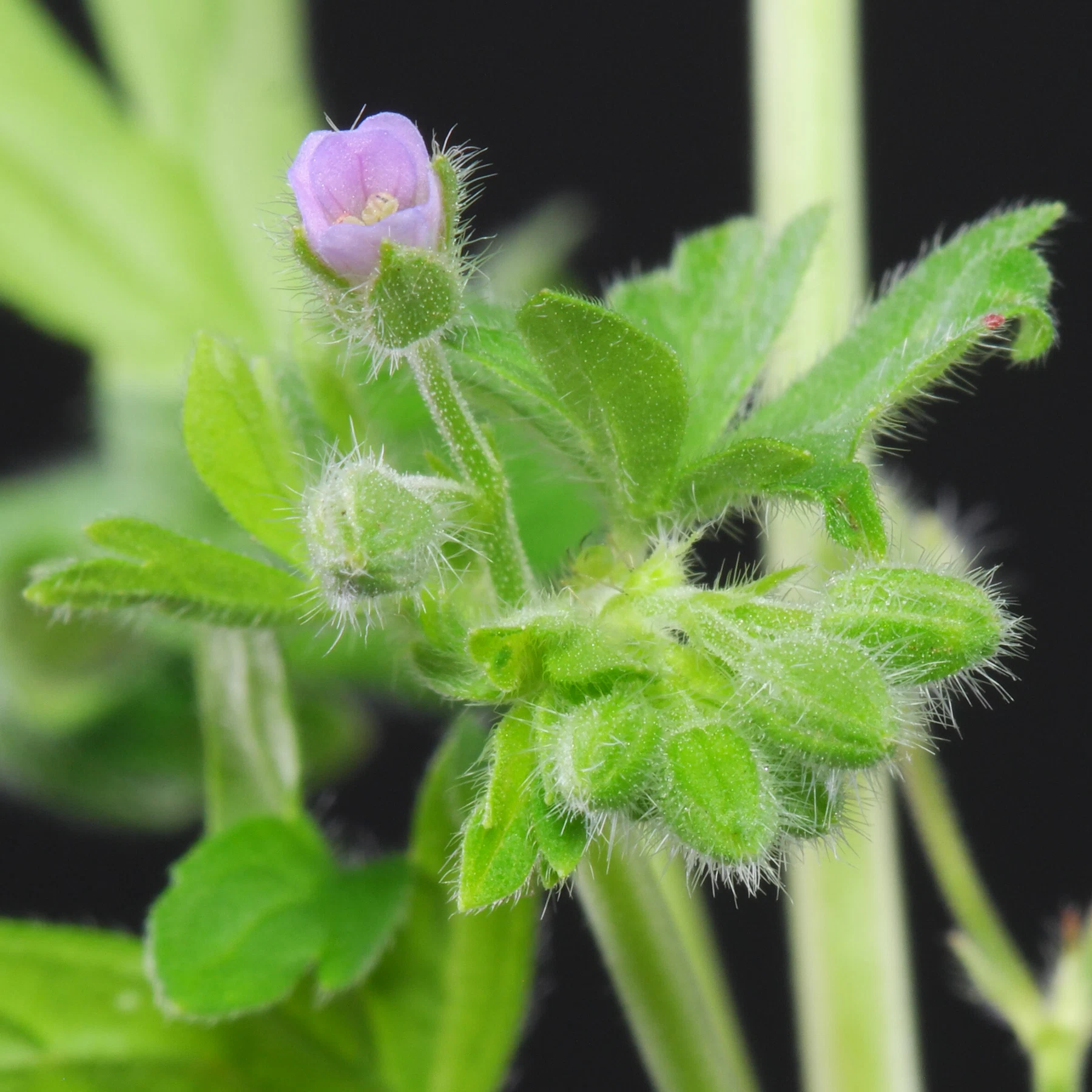 Geranium pusillum