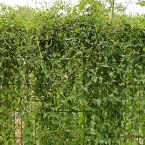 Åkerbinda Fallopia convolvulus