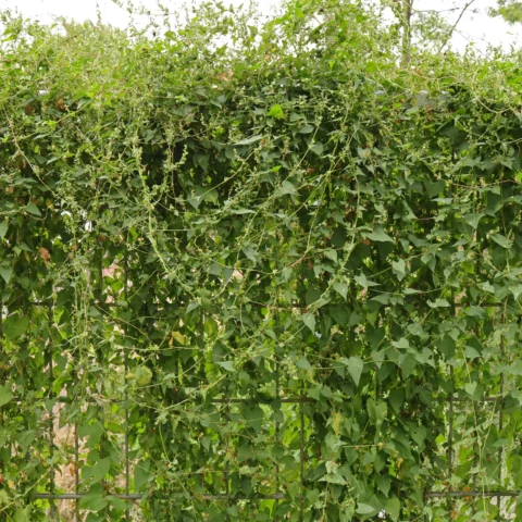 Åkerbinda Fallopia convolvulus