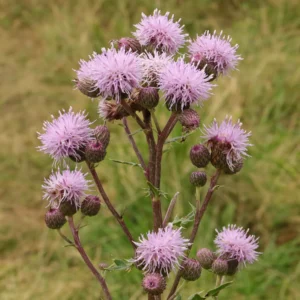 Akertistel Cirsium arvense