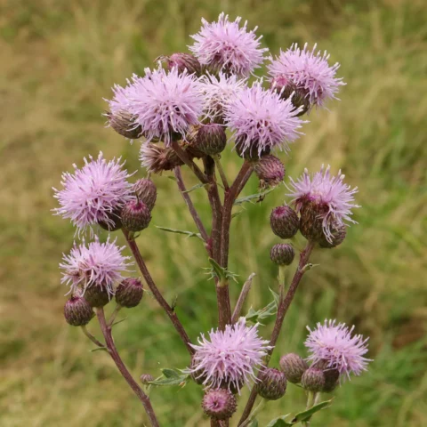 Akertistel Cirsium arvense