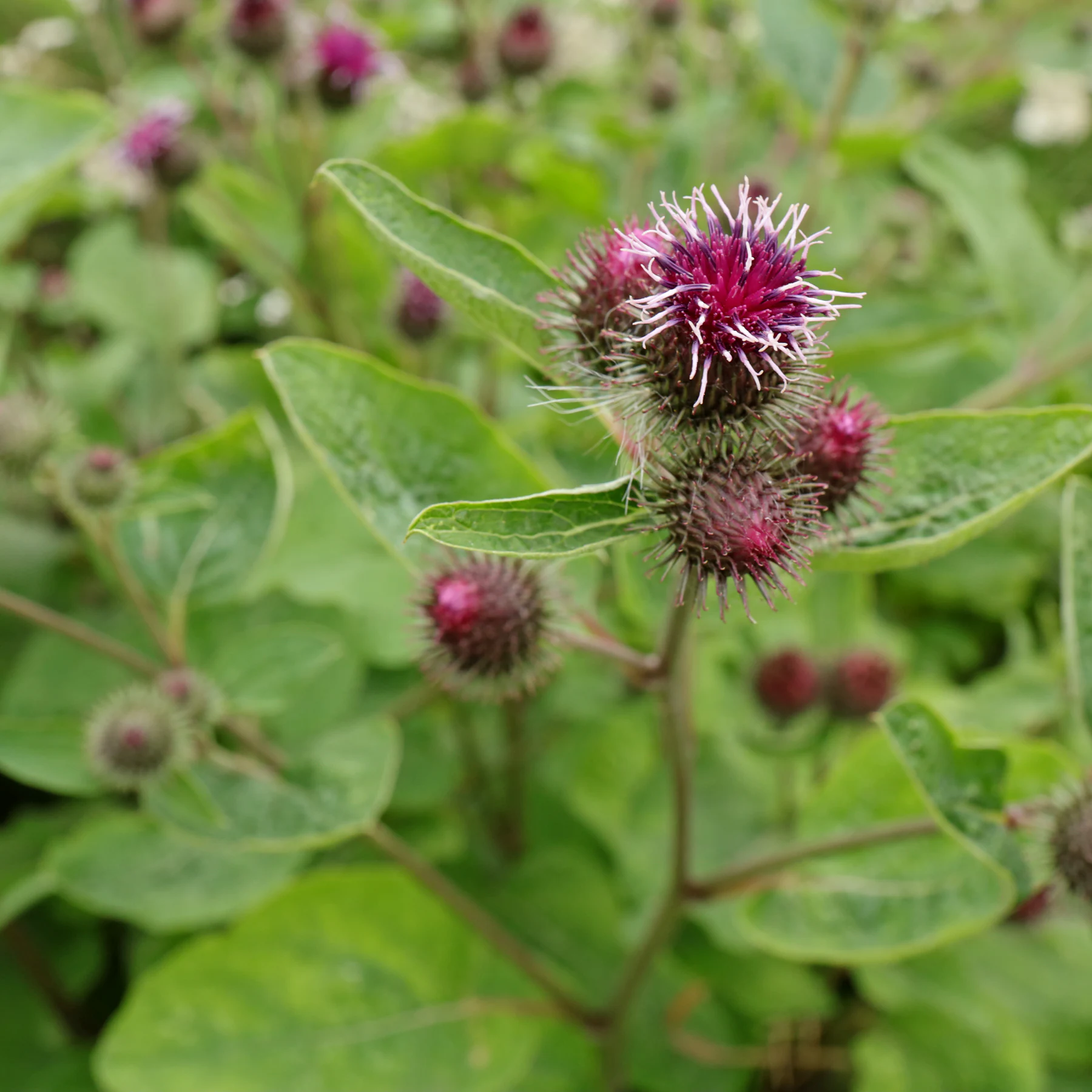 Arctium nemorosum