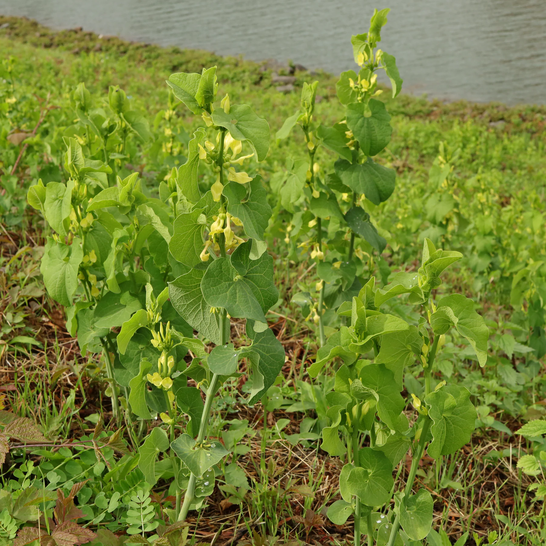 Aristolochia clematitis Hålrot