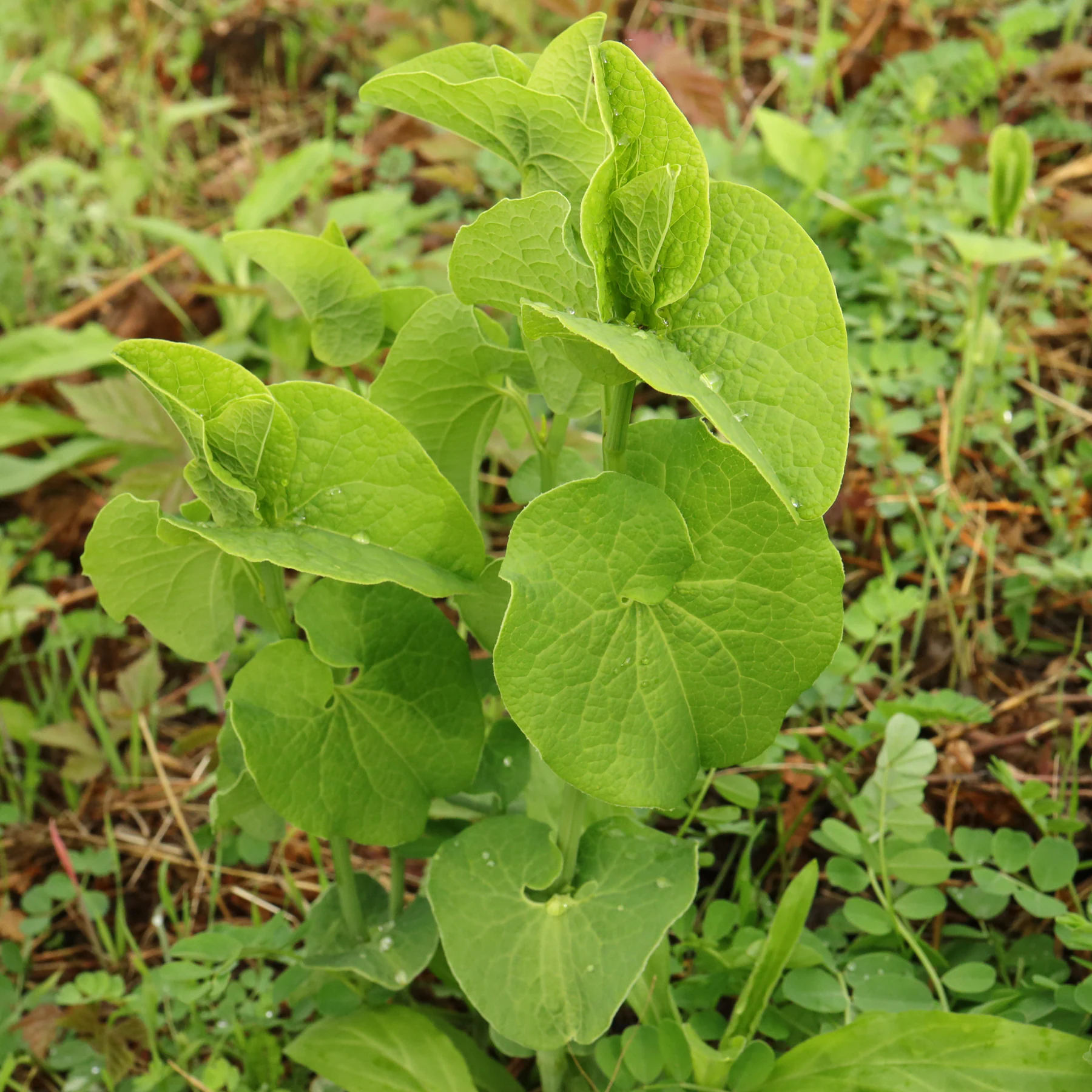 Aristolochia clematitis blad