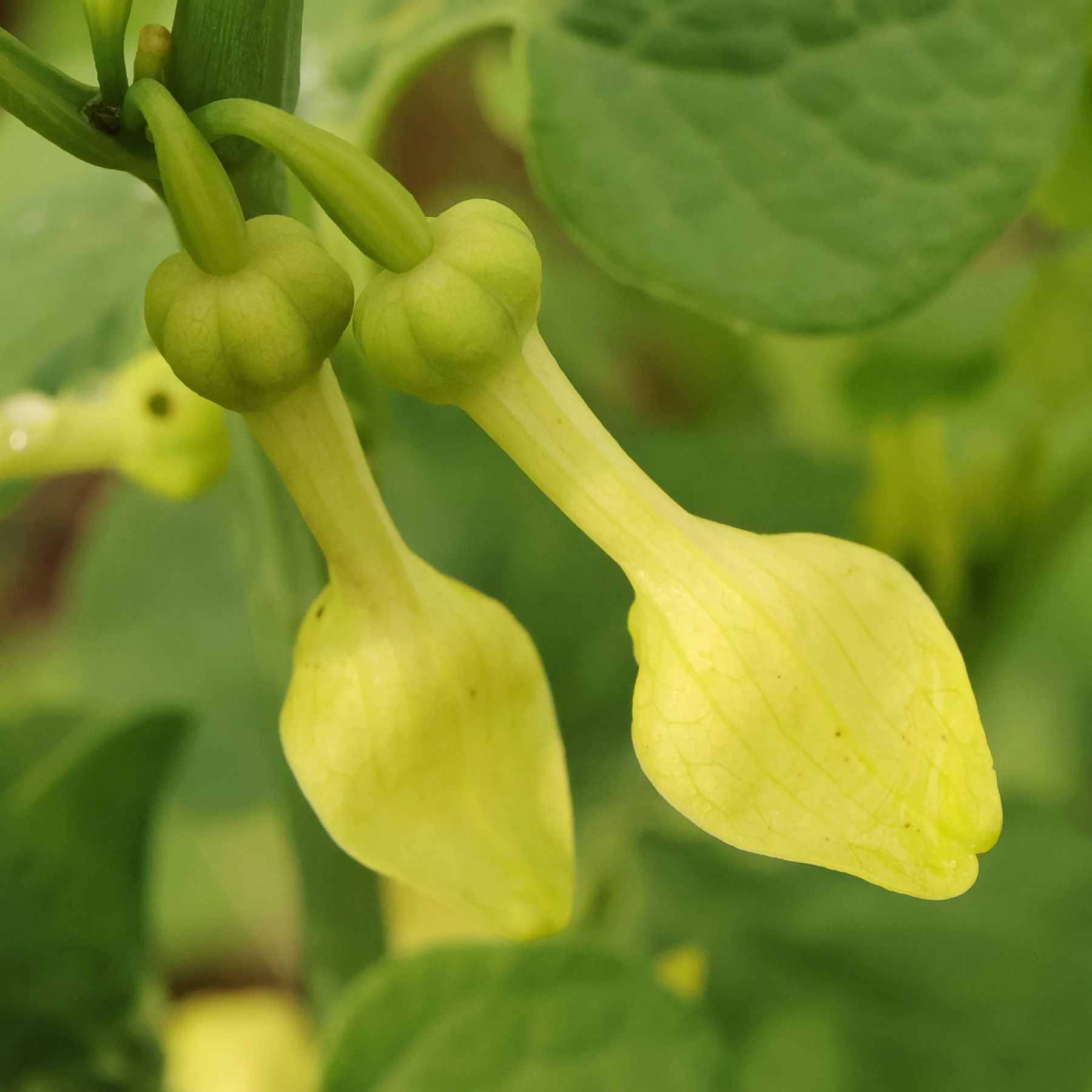 Aristolochia clematitis blommor