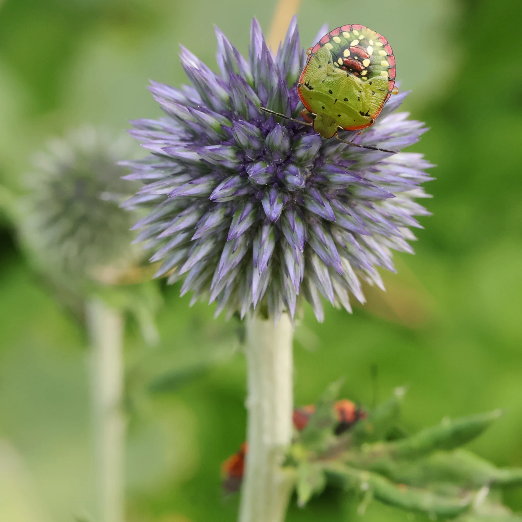 Asiatisk stinkfly Nezara viridula pa bolltistel