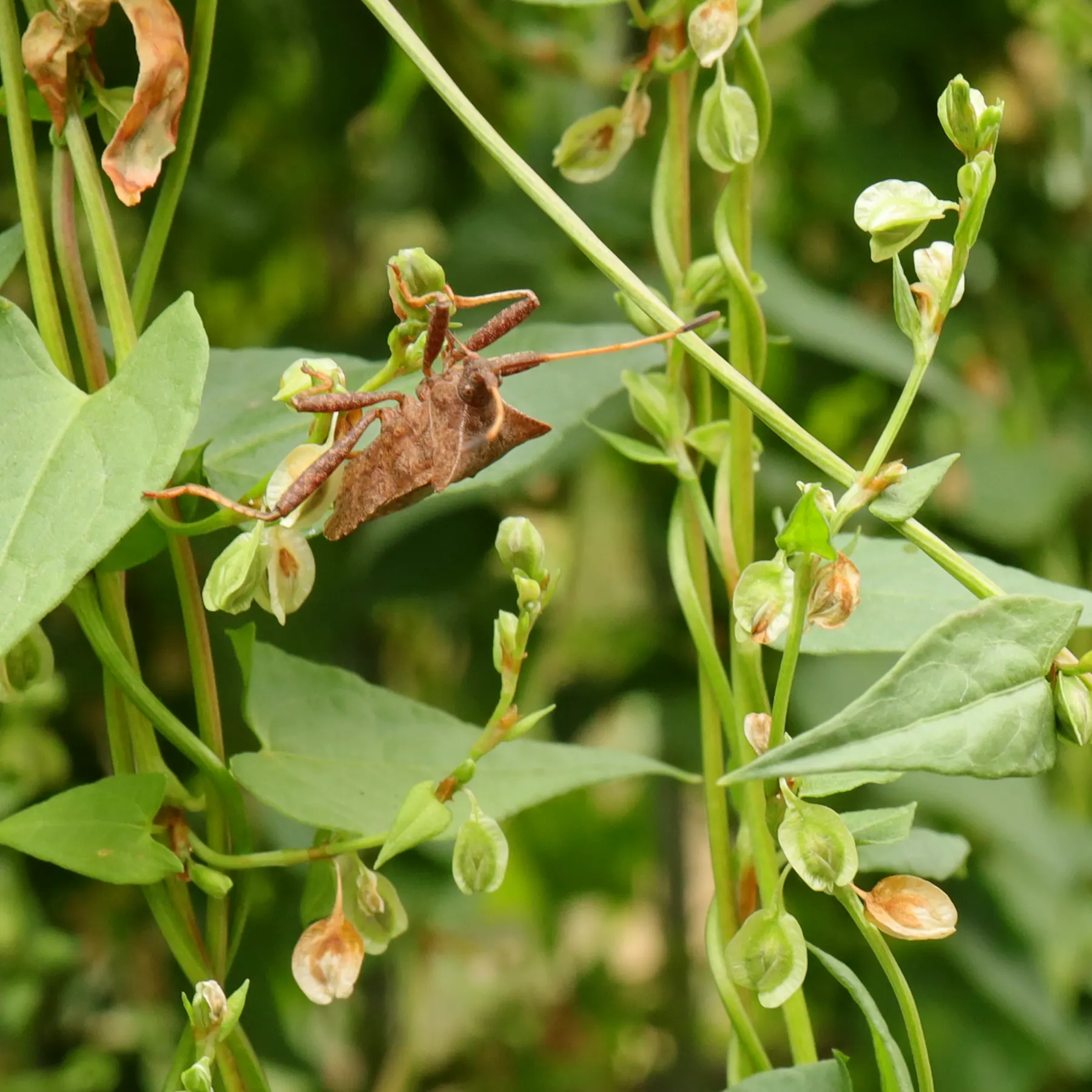 Coreus marginatus på åkerbinda