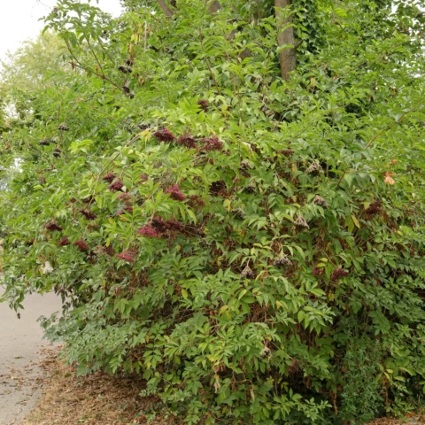 Fläder Sambucus nigra