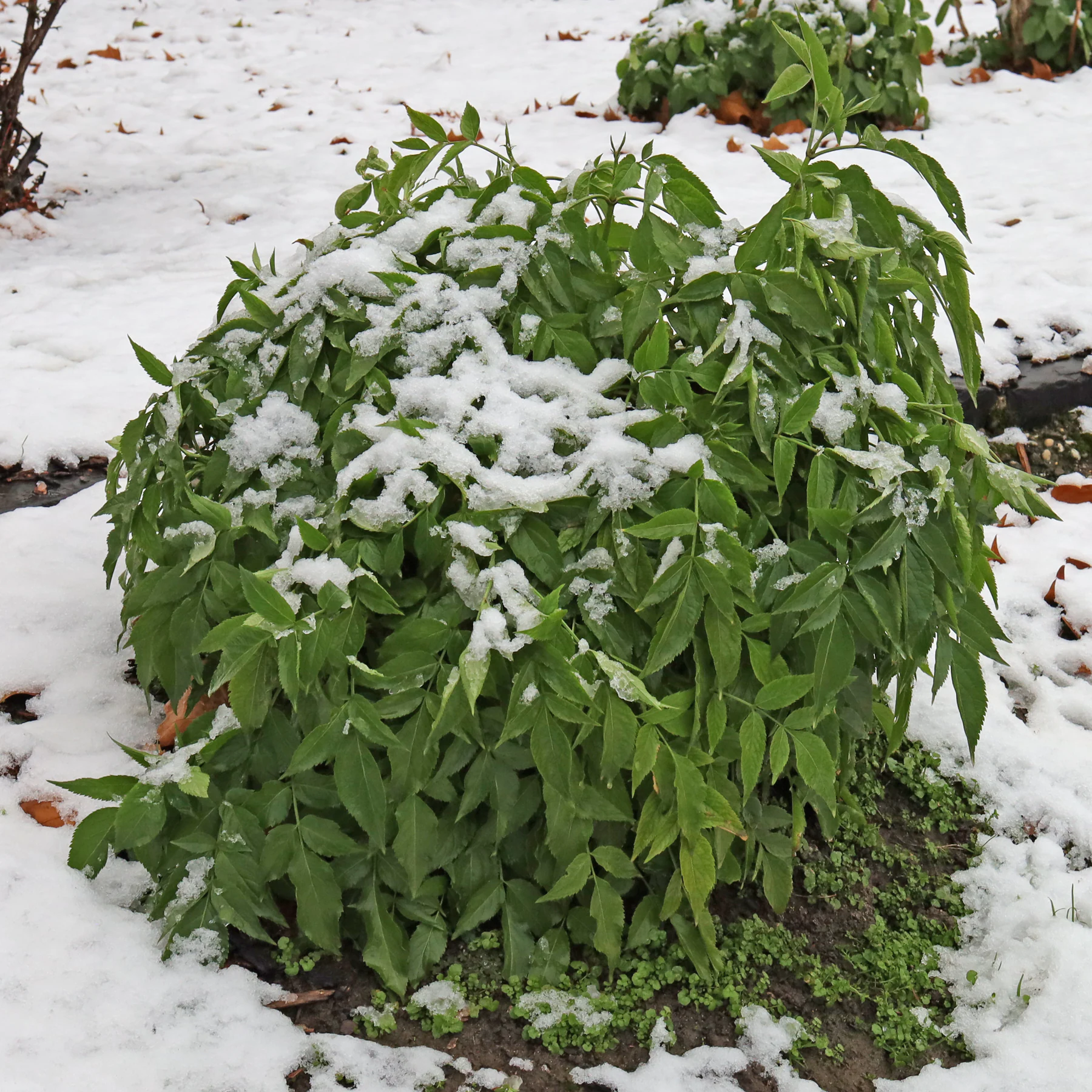 Fläder i snön