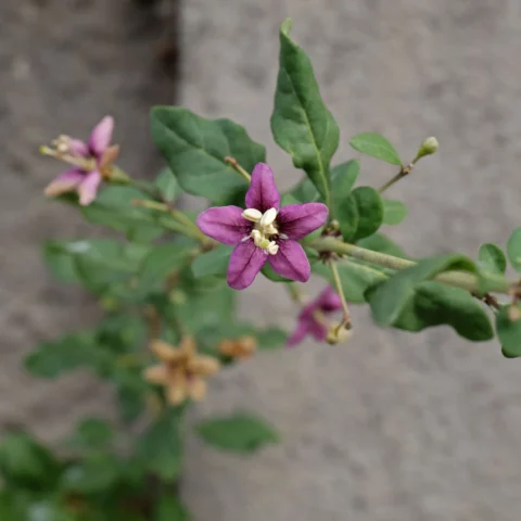 Goji Lycium barbarum