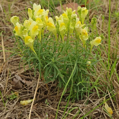 Gulsporre Linaria vulgaris