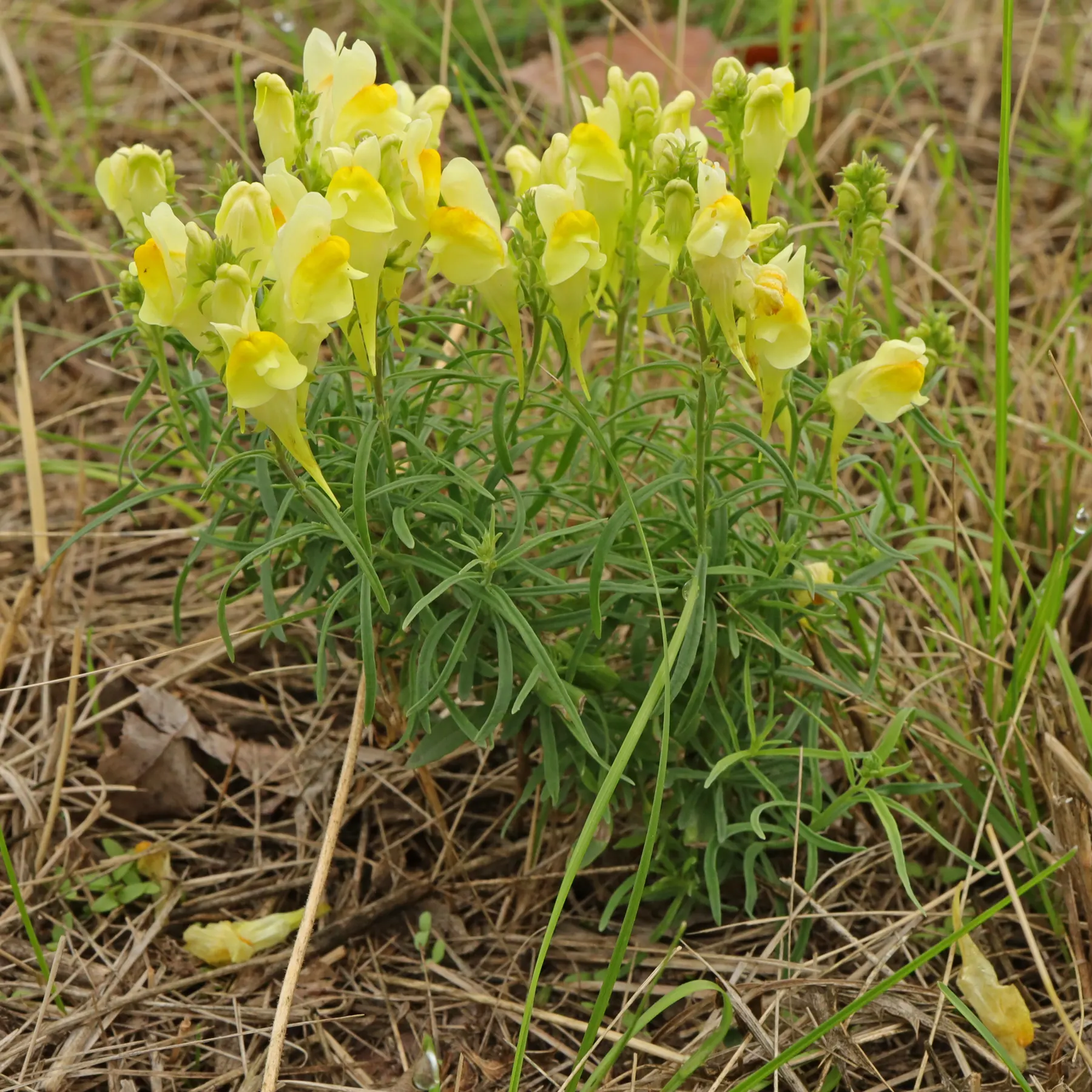 Gulsporre Linaria vulgaris