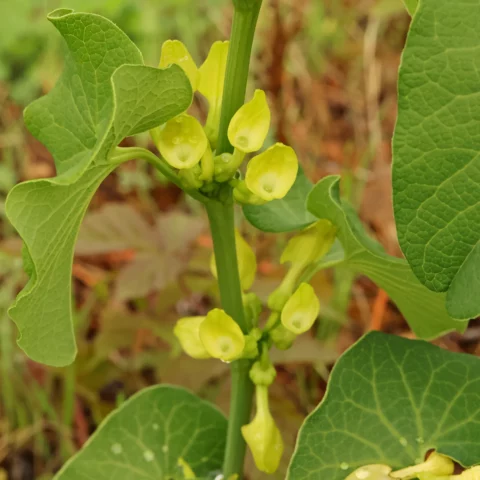 Hålrot Aristolochia clematitis