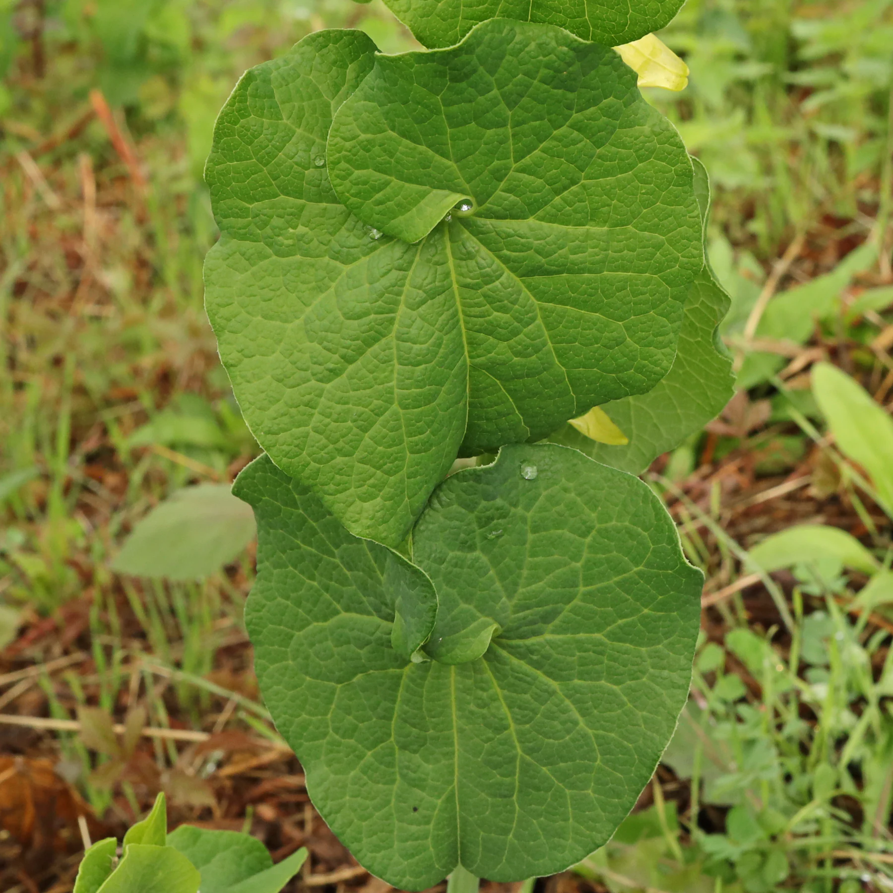 Hålrot blad