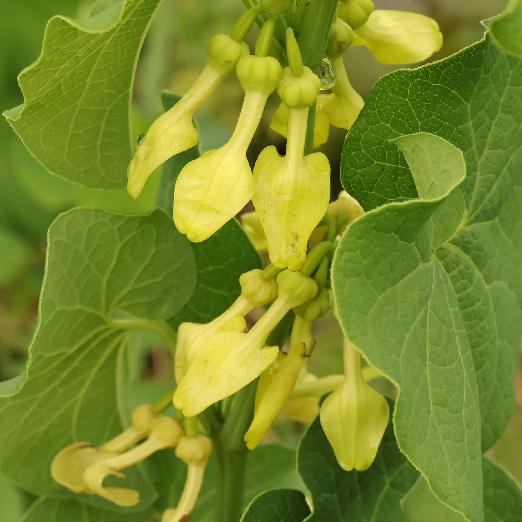 Hålrot blommor