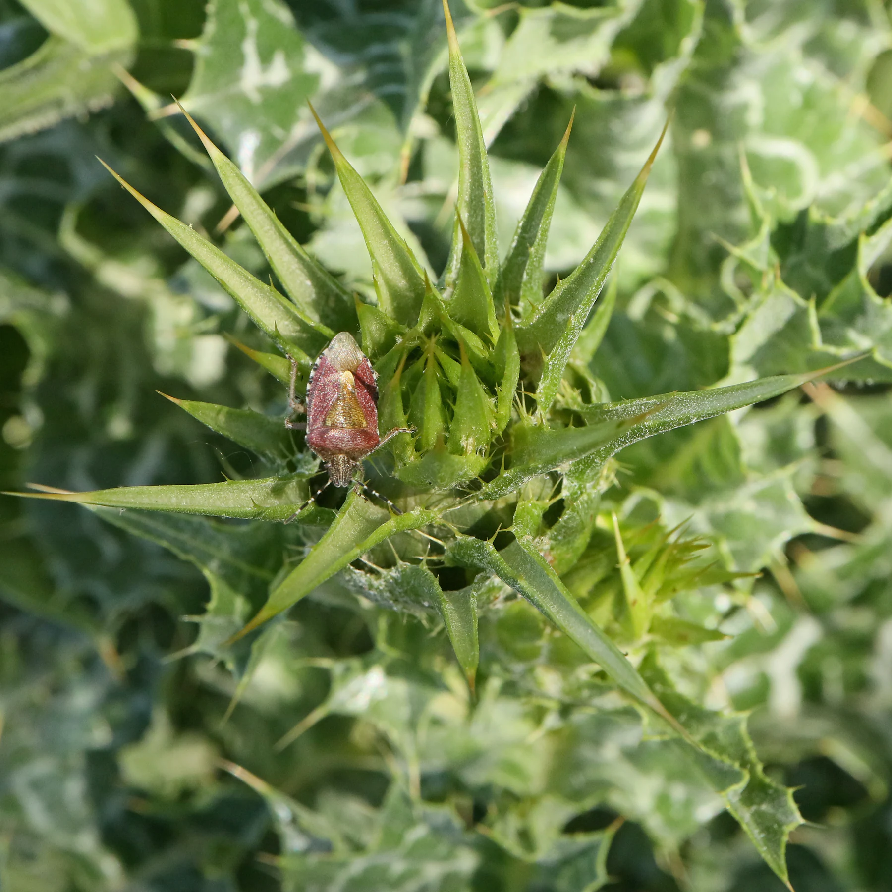 Harig barfis Dolycoris baccarum pa mariatistel
