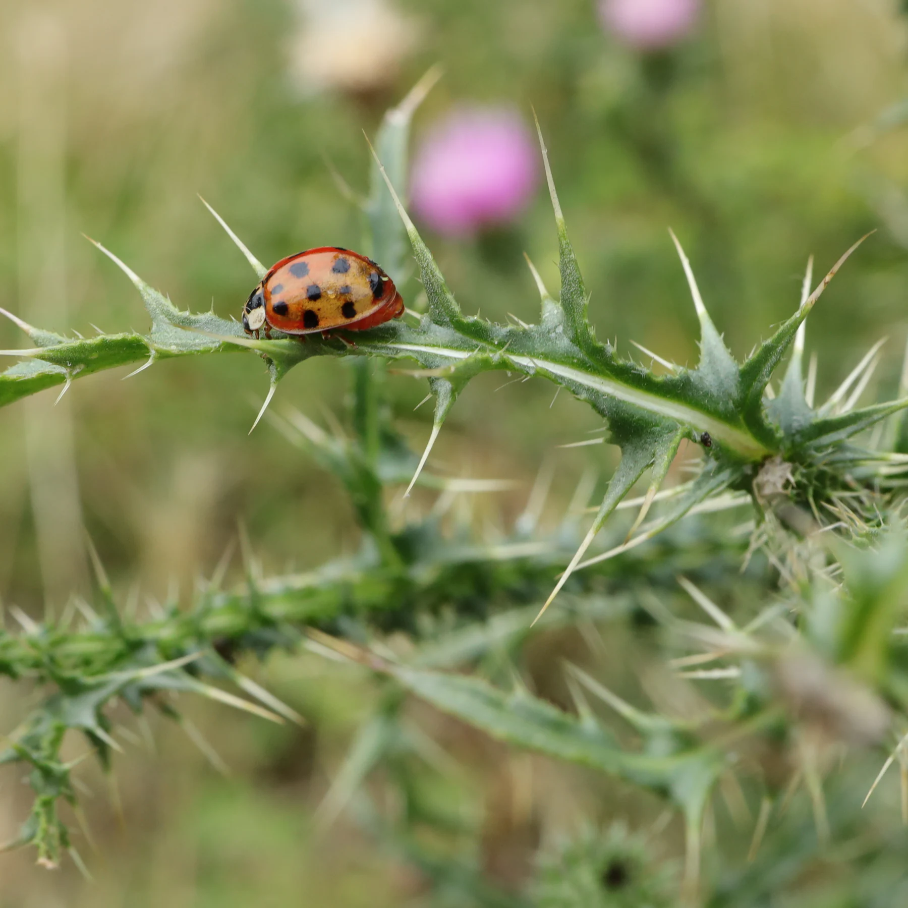 Harlekinpiga Harmonia axyridis pa piggtistel