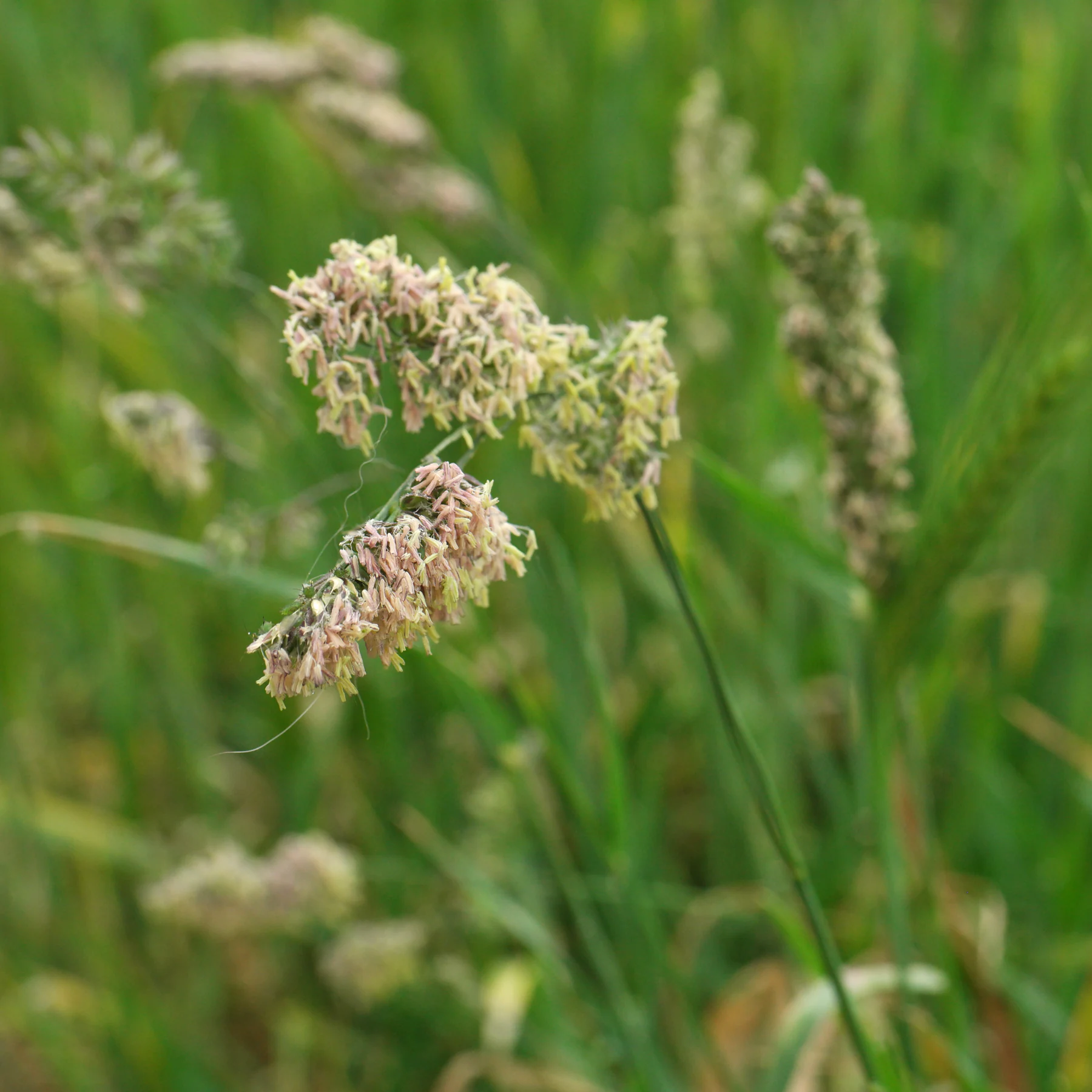 Hundäxing Dactylis glomerata
