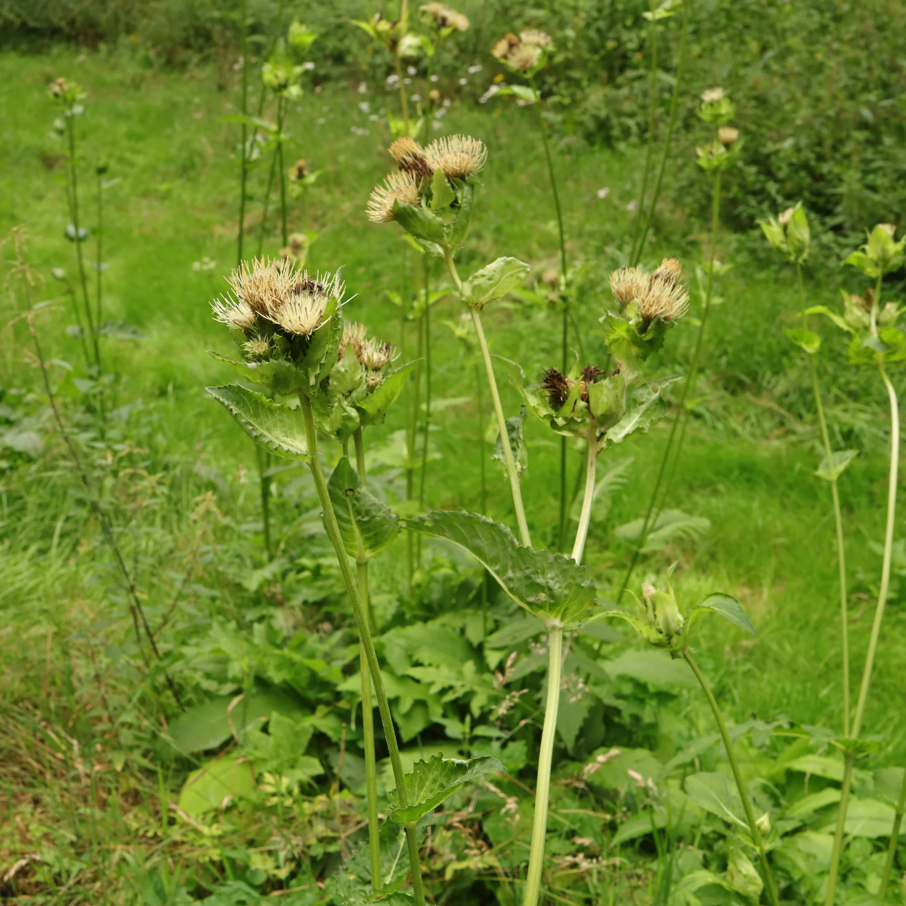 Kaltistel Cirsium oleraceum