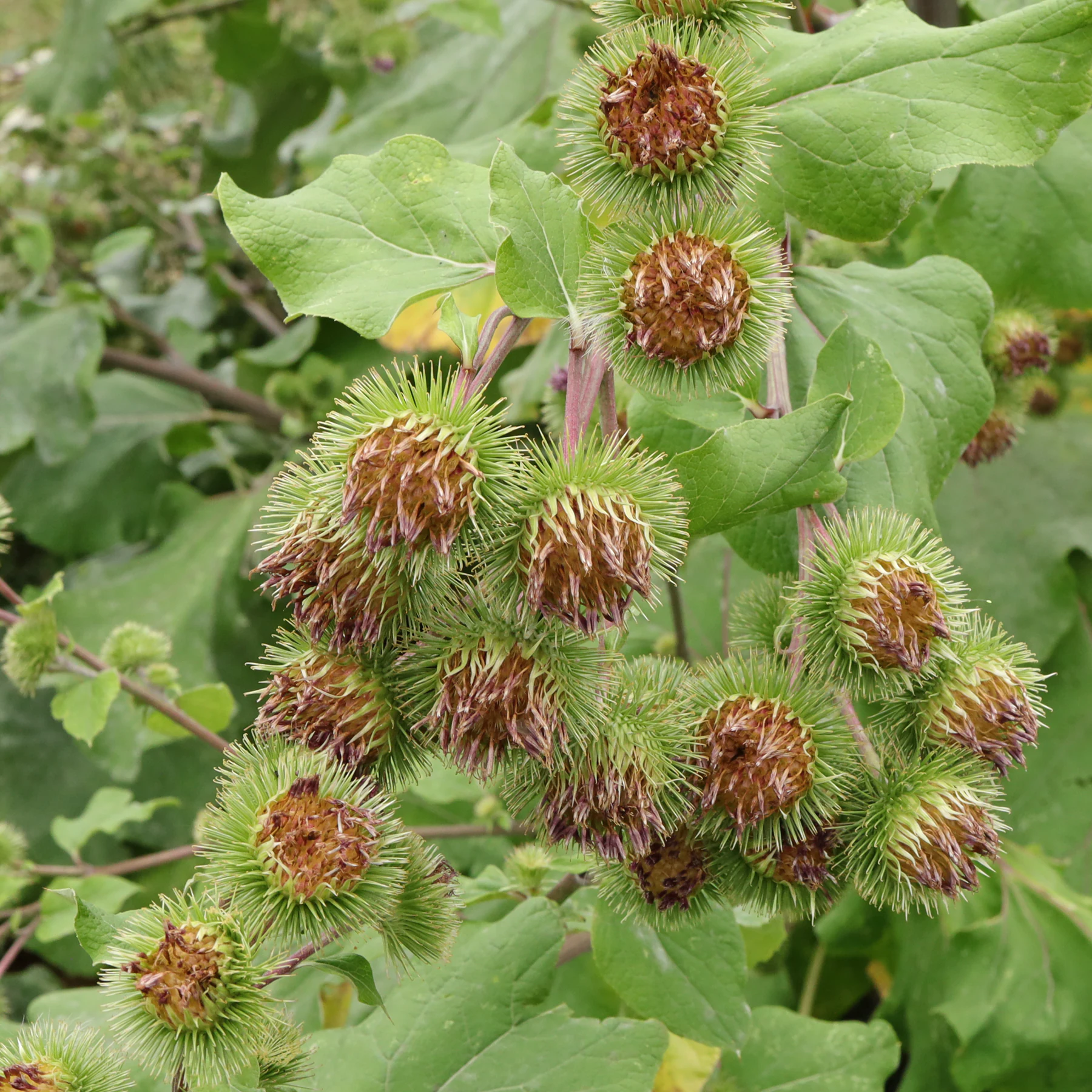 Kardborre Arctium nemorosum