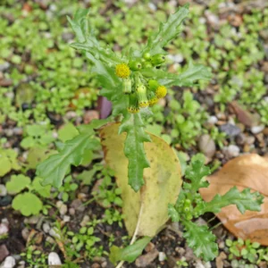 Korsört Senecio vulgaris