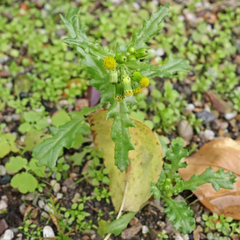Korsört Senecio vulgaris